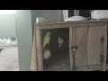 my Parrot 🦜 🦜 I love parrot 