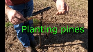 Ep #48 Planting pine trees!