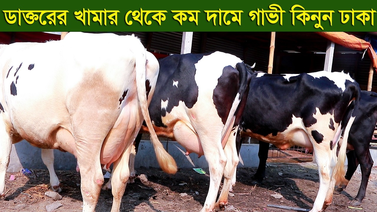 ডাক্তারের কাছ থেকে রানিং দুধের গাভী নিতে পারেন dairy farm