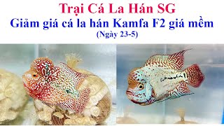Giảm giá cá la hán kamfa F2 giá mềm ngày 23-5 - Trại Cá La Hán SG