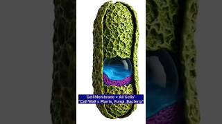 cell wall human cell and plant cell #ganitwings #cell #science #facts