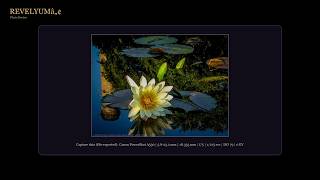 This photograph centers on a pale water lily emerging from a darkâ€¦ | Composition Critique