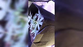 Updates! Post LST & Fimming? (Autoflowers Mephisto Closet Grow)