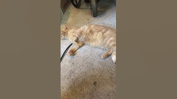 I gave my cat some cat nip        #cat #catlover #catvideo #catnip