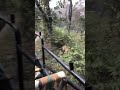 Watch Viral Video Tigress Sultana T 107 Chasing Canter In Ranthambore National Park Shorts Watch Viral Video Tigress Sultana T 107 Chasing Canter In Ranthambore National Park Shorts
