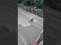 बच्चों को बचाते हुए डुब नब🚣#trending #shorts#fdrx7