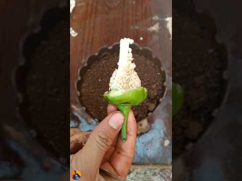 زراعة الفلفل من البذور بطريقة احترافية لاتنسى الاشتراك في القناة ولايك