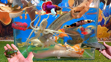 Tổng hợp cá cảnh đẹp, video động vật dễ thương, cá trê bông, rắn ngũ sắc, bạch tuộc, cá ba đuôi