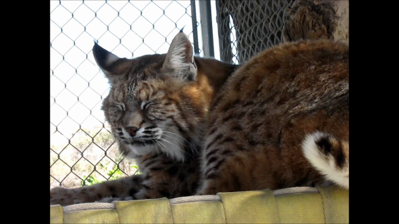 boogie woogie piano Forever Wild Exotic Animal Sancturay -Boogie and Chloe