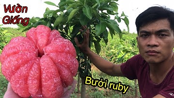 Giống bưởi ruby thái lan # bưởi ruby trồng ở miền bắc/Thang bom vlog