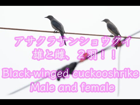 【石垣島の珍鳥】アサクラサンショウクイ２羽！！雄と雌。Black winged cuckoo Male and female Wild Birds （野鳥撮影）