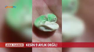 'Kuş Beyinli' diyenler bir daha düşünsün!