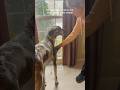 Dogs are afraid of veterinarians. #funny #dog #pets #dogshorts #funny