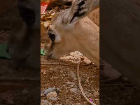 الشيله ياغزال 2022