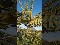 MAHONIA #mahonia #flowers #gardenplants #nature #garden #plants #yellowflowers