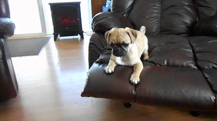 Princess Leia the pug