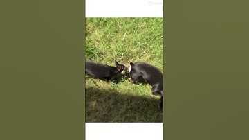 Thumbnail of Pinscher cruzando “Mel”