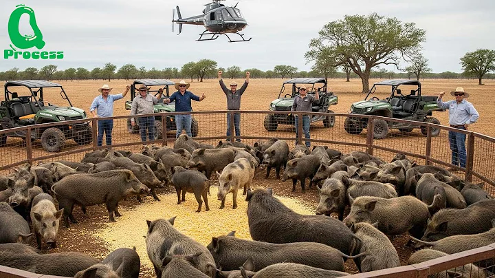 How US Farmers Trapped Millions of Wild Hogs Post Hurricane Helene with Jager Pro™