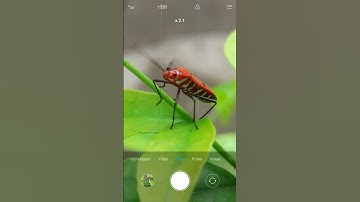 Insect capture with macro lens 😱 #shorts