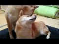 【癒し】柴犬親子 一五と燐五 ひたすら耳をなめる