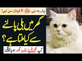 According to Islam, how is a cat reared in a home? | Gar Main Bili Palna Kesa Hai | Islamic Teacher