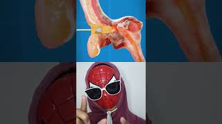 PERIGO!! NUNCA LIMPE SEUS OUVIDOS COM COTTON BUD!! 👂🚫🚨