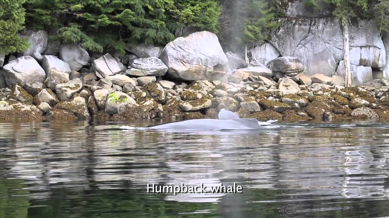 Cetaceans in the Great Bear Sea