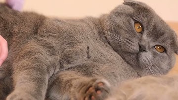 868fukch6 2 BMD EPC VID 1920x1080 IVN HowToUse Unproven Copy&Video QRCode 25 11 2025