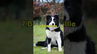 Top 10 Dogs That Can Challenge a German Shorthaired Pointer #dog#top