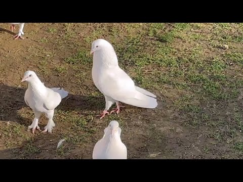 В гостях у дяди Хайруллы! #бакинскиеголуби #göyərçin #pigeons #tauben #голуби