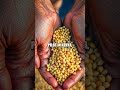 Seeds of Resilience: Africa's Indigenous Seed Systems and Climate Adaptation