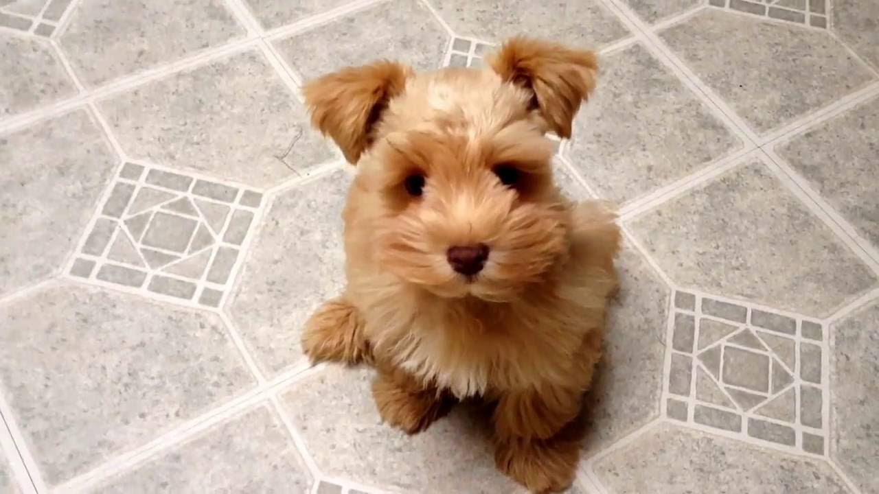 wheaten colored schnauzer