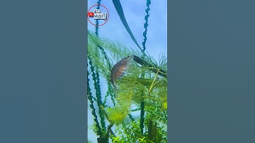 The Best Fish for Algae Control