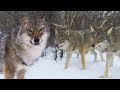 Meeting a wolf pack  deadly 60  earth unplugged