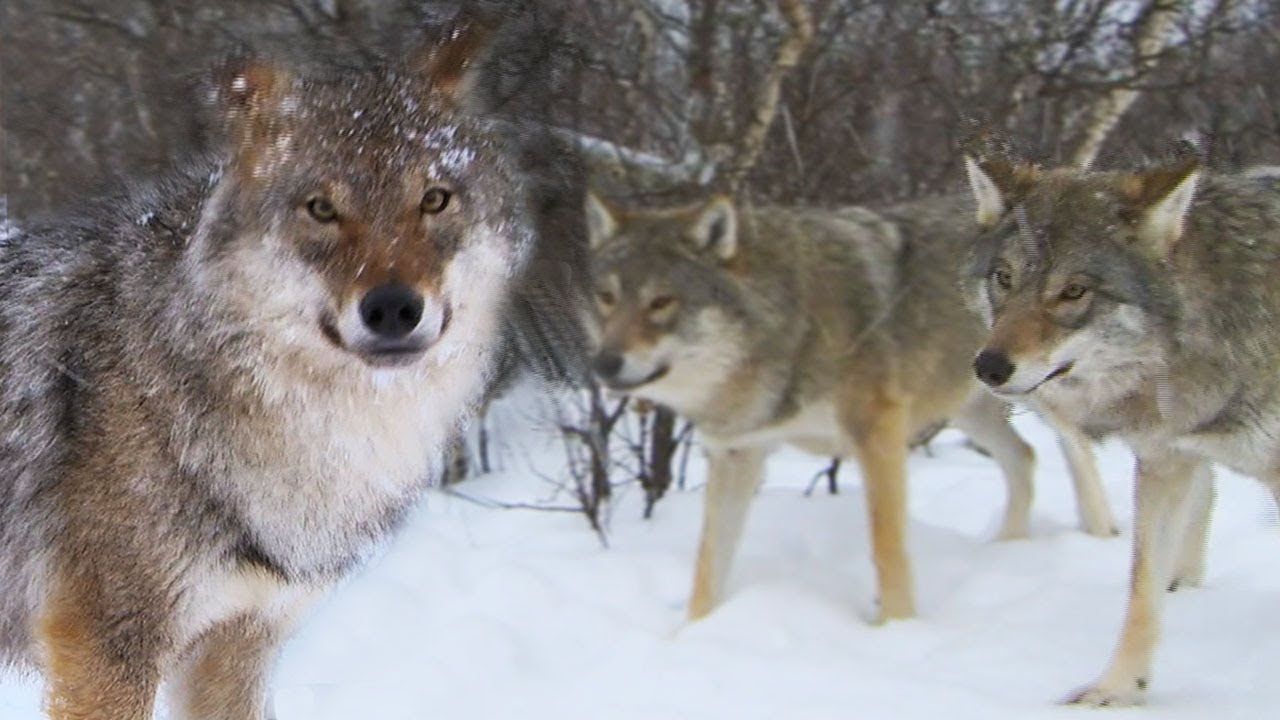 ⁣Meeting a Wolf Pack | Deadly 60 | Earth Unplugged