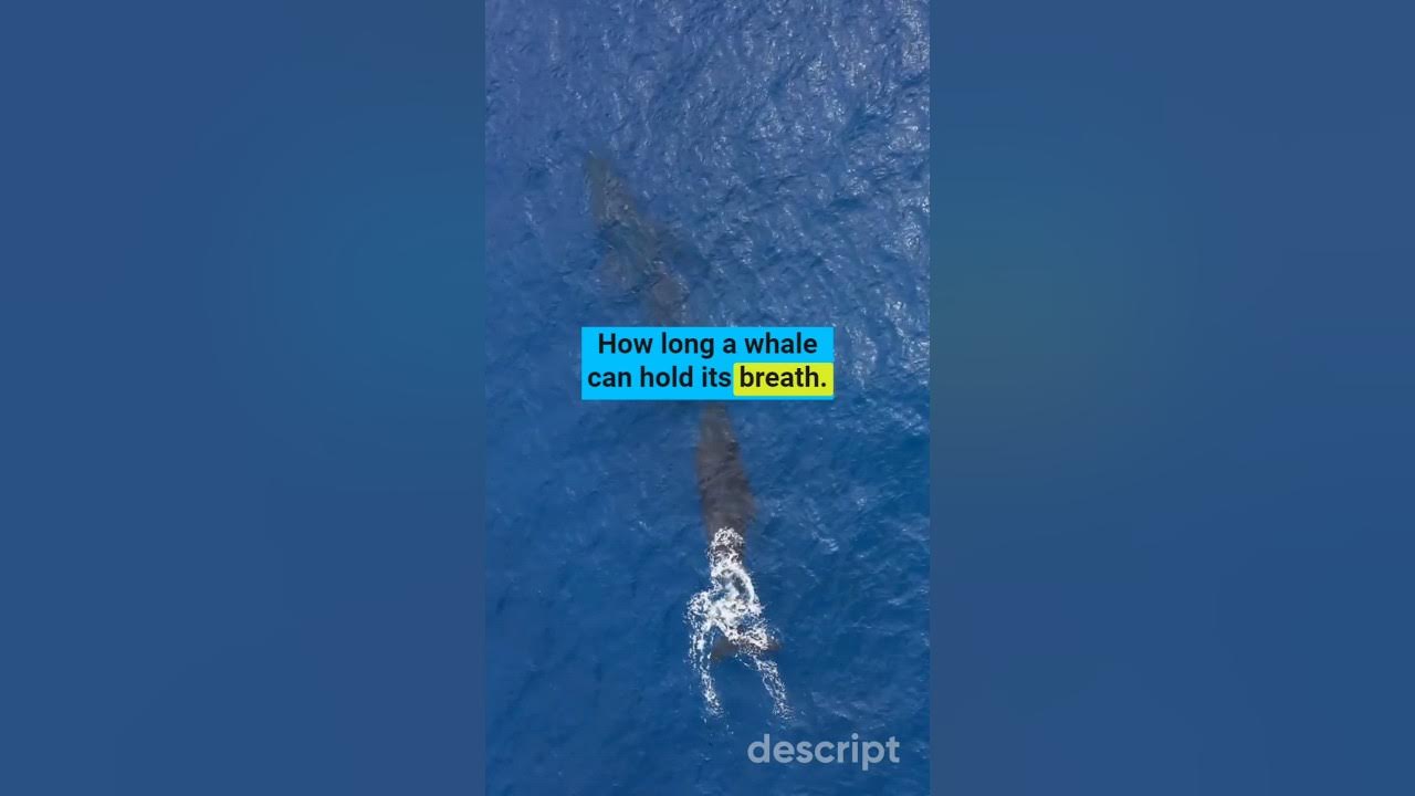 How long a whale can hold its breath.🐋🐋😮shorts wow whale education YouTube