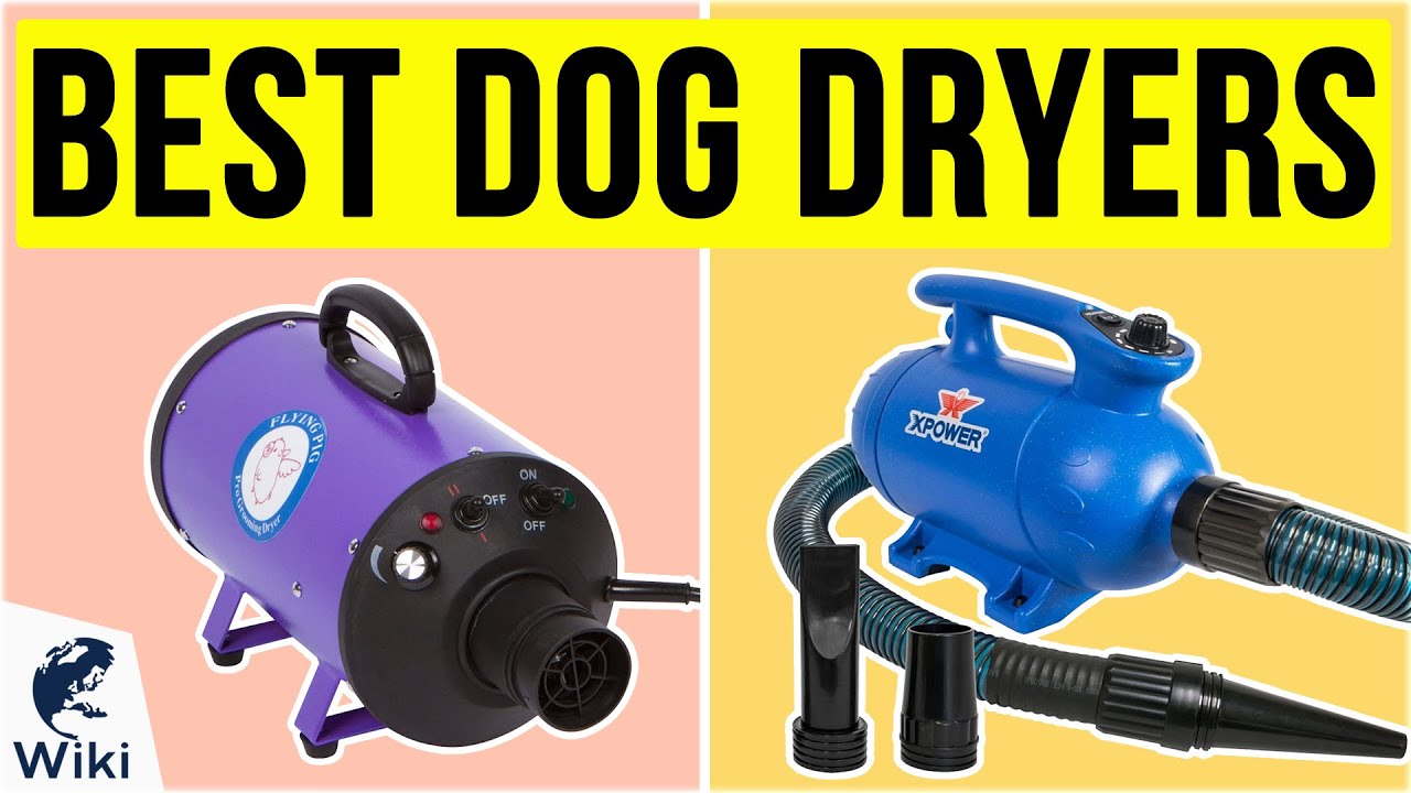 10 Best Dog Dryers 2020 YouTube