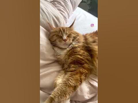 Золотце наше 😅😂 - YouTube