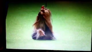 Nombres de perros | Criadores Yorkshire Galicia