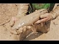 ฝูงปลาช่อนใหญ่บุก ช่วยกันจับจนโคลนกระจาย-Catching big snakehead fish a lot in mud