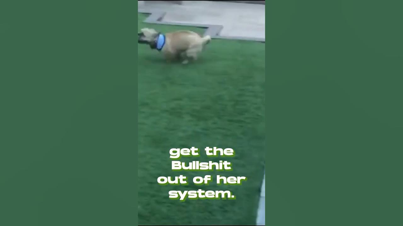 meet-the-bullshit-the-most-hilarious-dog-breed-name-ever-youtube