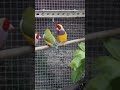 رقصة جولدن فينيش Goldfinch Birds طيور Animals Birdsounds Birdlovers جمال الطبيعة Finchlover