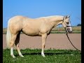 SOLD: Alittle Pale 2015 mare by Pale Face Dunnit