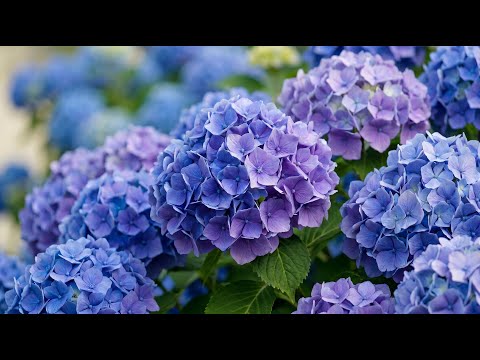 🌸 Flowers Blooming Time-Lapse | Relax Your Thoughts with Gentle Healing Sounds