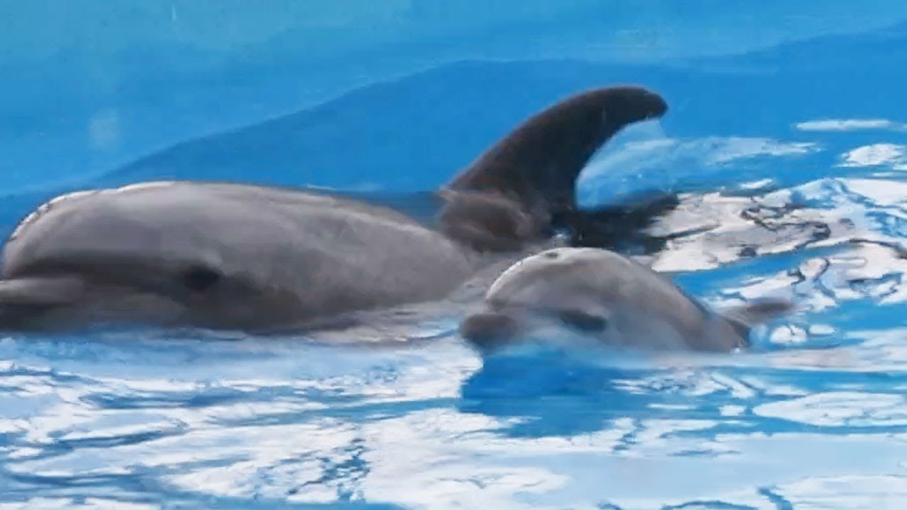 イルカの赤ちゃん誕生ラッシュ 福岡のマリンワールド Youtube