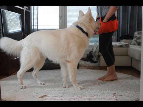 Video: Sieni-infektio Koirilla (kryptokokkoosi)