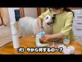かき氷なのになぜか宝探しゲームになってた愛犬【ヘタっぴ編】