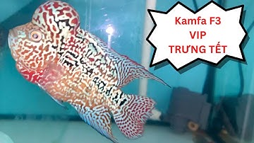 Cá La Hán Kamfa F3 Siêu Đẹp 14-01-2023 | Cá Cảnh Đại Lâm Mộc