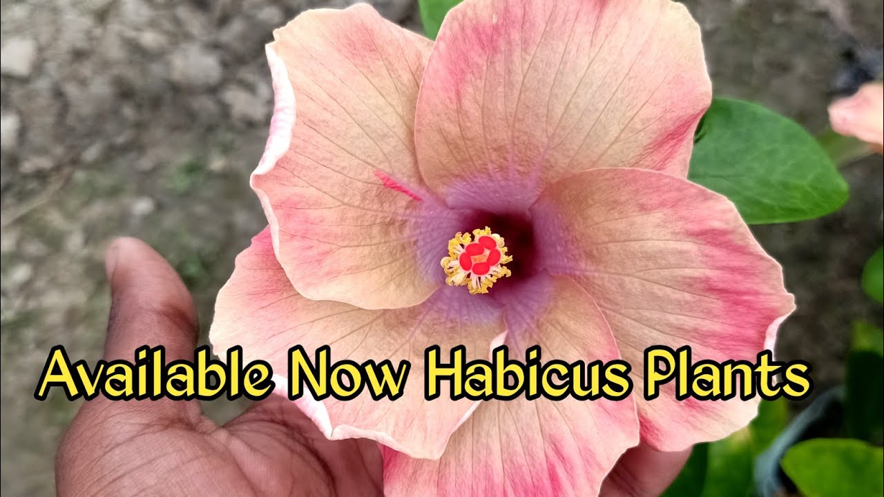 Online Selling Habicus Plant's🌱 Kolkata Best Nursery All India