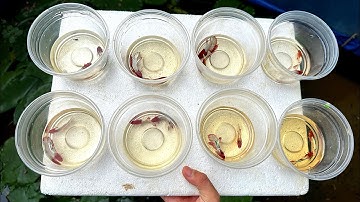 Hướng Dẫn Ép Đẻ Cá Betta Đạt Tỉ Lệ Cao | Chia Sẻ Kinh Nghiệm Nuôi Cá Betta | Dat Betta